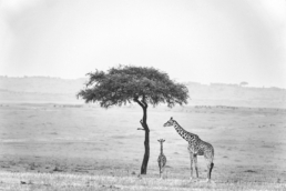 Kenya, Maasai Mara Natural Reserve