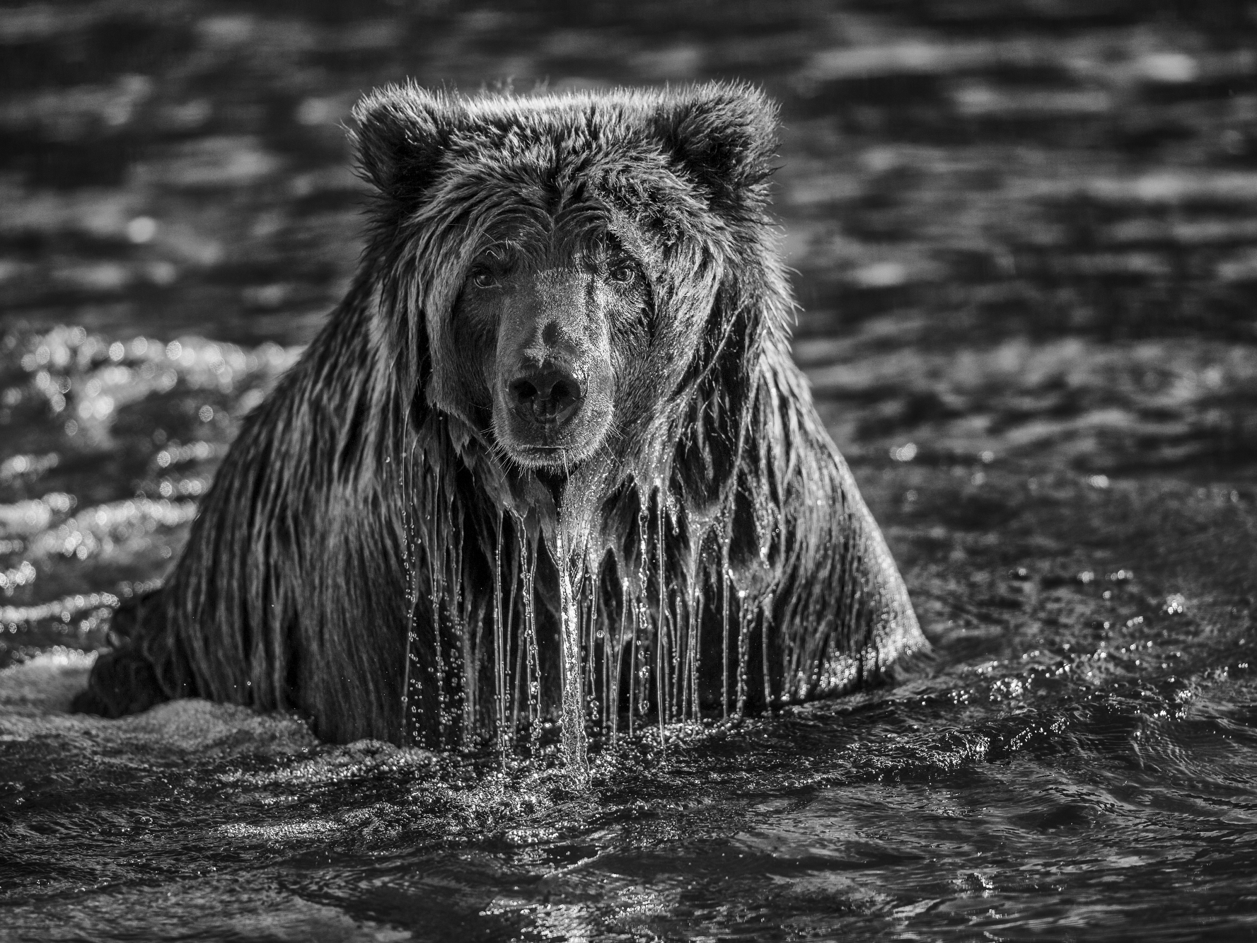 Grizzly Bears and other wildlife along the Fishing Branch River in the Yukon.