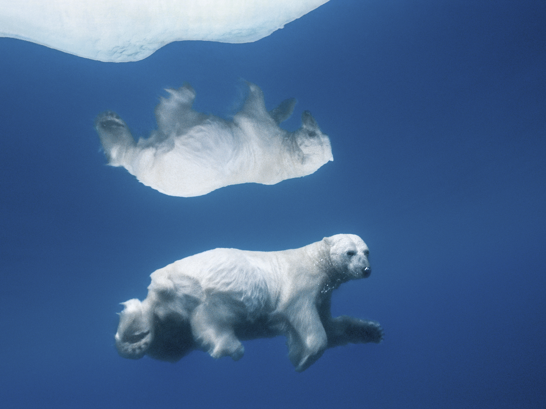 Polar Reflections - Paul Nicklen copy