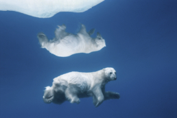 Polar Reflections - Paul Nicklen copy