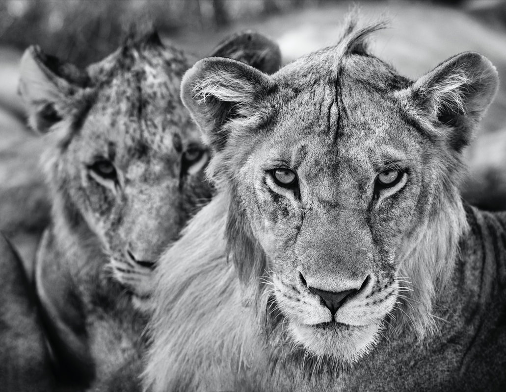 David_Yarrow_The_Boys_Are_Back_in_Town_Hilton_Asmus_Contemporary