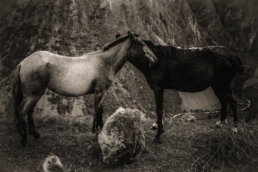 Peru Horses